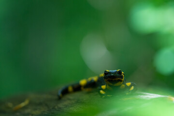 Ein Feuersalamander auf einen umgestürten Baum vor grünen Hintergrund