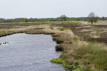 Moorgebiet in Nrw  in deutschland
