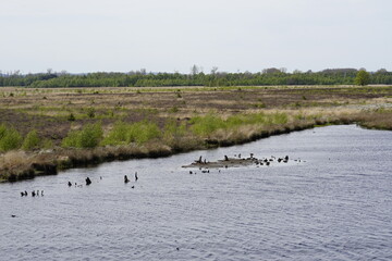 Moorgebiet in Nrw  in deutschland