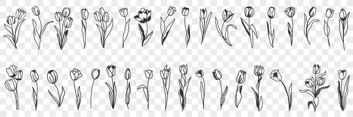 Tulip flowers decoration doodle set. Collection of hand drawn various blooming tulip floral pattern decorations wallpaper in rows isolated on transparent background  - obrazy, fototapety, plakaty
