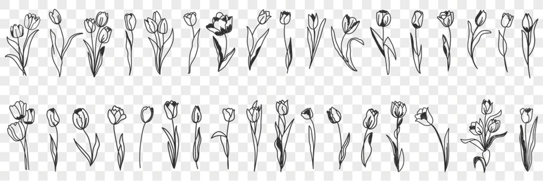 Tulip flowers decoration doodle set. Collection of hand drawn various blooming tulip floral pattern decorations wallpaper in rows isolated on transparent background 