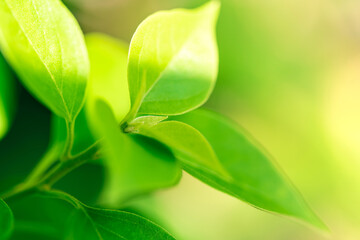 Close-up nature view of green leaf on blurred greenery background for using as background natural green plants landscape and ecology and natural wallpaper