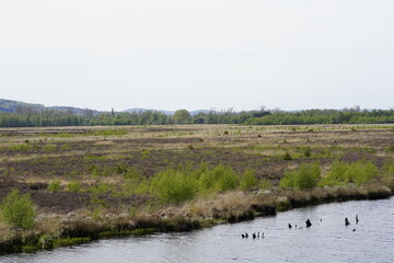 Moorgebiet in Nrw  in deutschland
