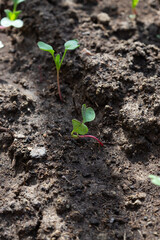 Seedlings of radish and lettuce in a garden bed in a greenhouse