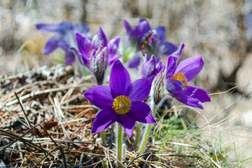 blooming snowdrops with purple petals and yellow-orange center on a spring day outdoors. Pulsatilla patens or eastern easter egg or spreading anemone. Purple wildflowers.