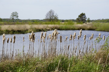 Im grossen Moor,Rohrkolben-Arten sind sommergrüne, ausdauernde krautige Pflanzen. Es sind Wasser- und Sumpfpflanzen (Hydrophyten, Helophyten) mit kräftigen unterirdisch kriechenden Rhizomen. 