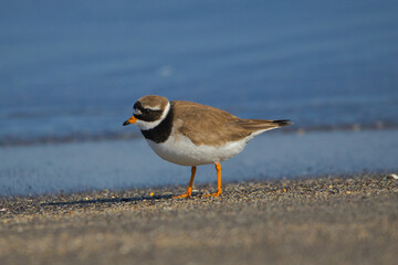 Common ringed plover on a beach in Iceland
