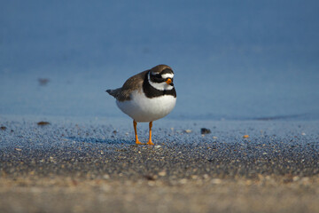 Common ringed plover on a beach in Iceland

