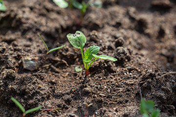 Seedlings of radish and lettuce in a garden bed in a greenhouse