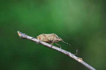 An adult stink bug foraging on plants, North China
