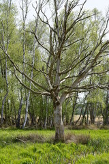 Fototapeta na wymiar abgestorbener Baum im Moor bei Nettelstedt