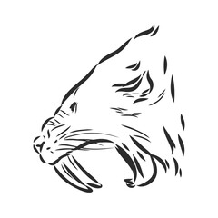 Angry Saber Tiger Drawing Vector. saber-toothed tiger vector sketch