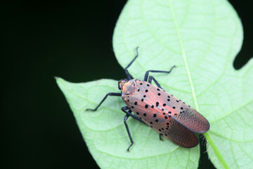 A spotted wax cicada lives in the wild, North China