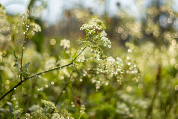 Abstract blur nature green background with beautiful bokeh