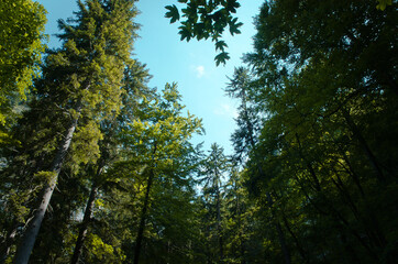 Fototapeta na wymiar The trees in the pine forest against the blue sky