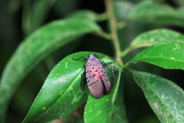A spotted wax cicada lives in the wild, North China