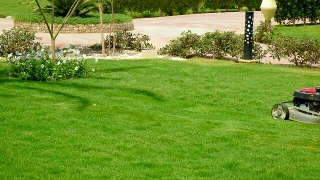 Egyptian herons walk on the lawn. Selective focus.