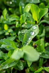 dew drops on green leaves in the forest