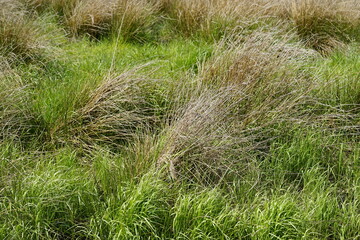 im Moor verschiedene Gräser 