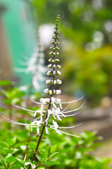 Kumis Kucing (Orthosiphon aristatus) are medicinal plants that are often found in Indonesia