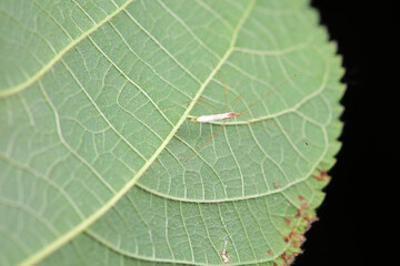 A bug inhabits a wild grass in North China