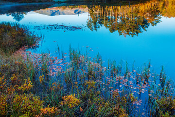 Close up of Tarn Hows lake in Cumbria with vibrant aquatic plants and reflections of the surrounding hills and trees