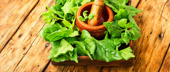 Bundle of fresh spinach