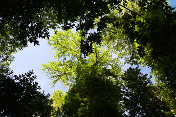 Vegetazione lungo il sentiero del gambero nero nelle Marche © Luciano Pierantoni