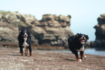 border collie dog