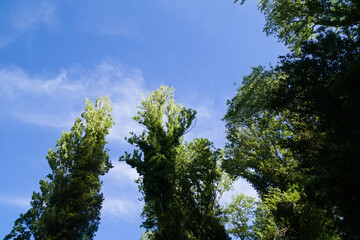 Vegetazione lungo il sentiero del gambero nero nelle Marche