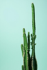 Cactus close up