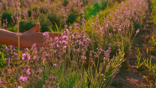 close up details woman hand touches lavender shrubs with purple flowers in sunlight swaying in the wind slow motion