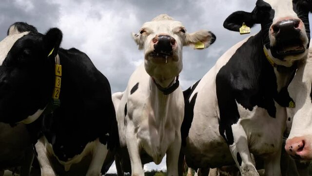 Hypersalivation by cattle. White Friesian Holstein dairy cow looking into the camera and ruminating. Her slimy saliva droplet or drooling snot hanging loose in the air. Cute and funny cow chewing.
