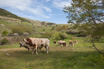 Fototapeta na wymiar Spring idyllic landscape with grazing cows in Abruzzo, Italy