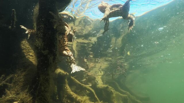 Underwater footage of Common toad (Bufo bufo) in Amplex. European toad swimming underwater. Swimming frogs in pond habitat. Spring underwater. Clear water