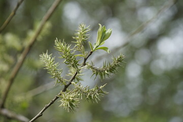 Früchte eines Baumes