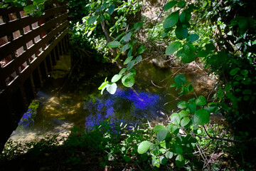 Ruscello lungo il sentiero del granchio nero nelle Marche