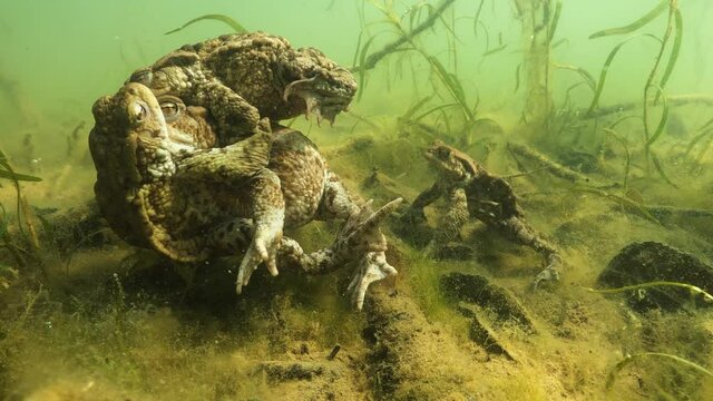 Underwater footage of Common toad (Bufo bufo) in Amplex. European toad swimming underwater. Swimming frogs in pond habitat. Spring underwater. Clear water