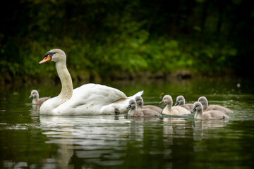 Junge Küken von Schwänen schwimmen auf dem Wasser