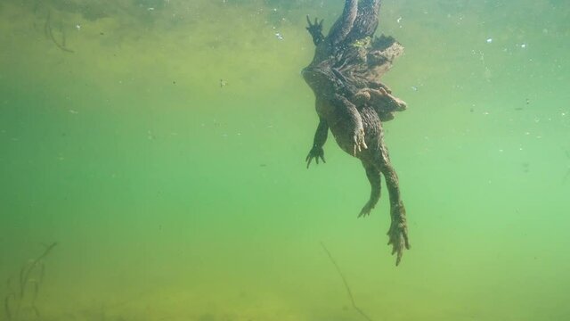 Underwater footage of Common toad (Bufo bufo) in Amplex. European toad swimming underwater. Swimming frogs in pond habitat. Spring underwater. Clear water