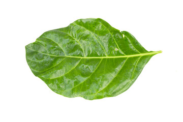 Green leaves isolated on white background