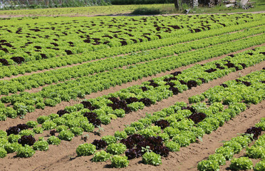 cultivation of fresh green lettuce on the fertile sandy soil