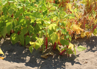bean plant grown on very fertile sandy soil
