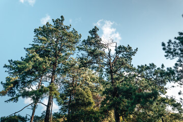 Mountain and tree Landscape in summer
