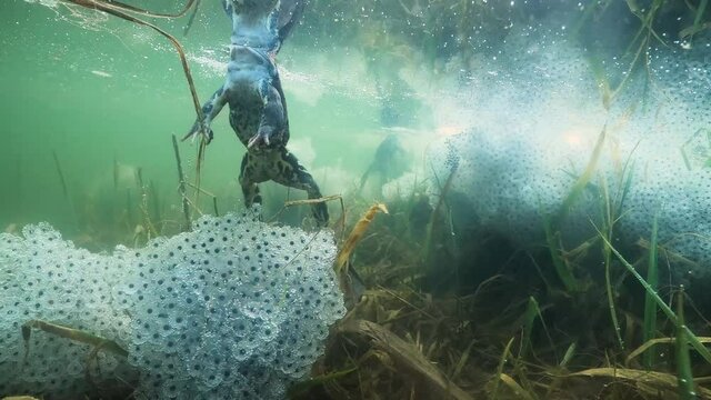 European common frog (Rana temporaria) mating. European common frog swimming underwater. Swimming frogs in pond habitat. Spring underwater. Clear water
