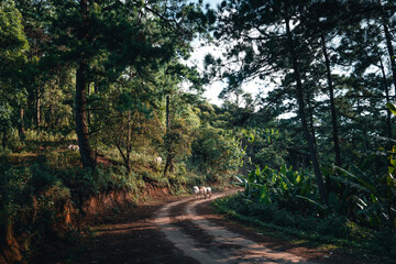 Obraz premium Road through a valley from above