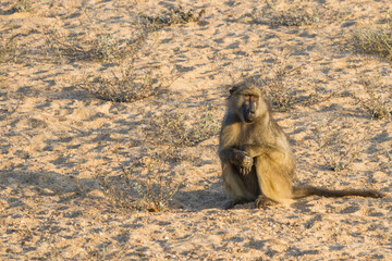 Chacma baboon (Papio ursinus) hands folded sitting in a sandy riverbed alone in Kruger National Park, South Africa with copy space