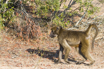 Chacma baboon (Papio ursinus) walking through the bushveld with autumn colors in Kruger National Park, South Africa with copy space