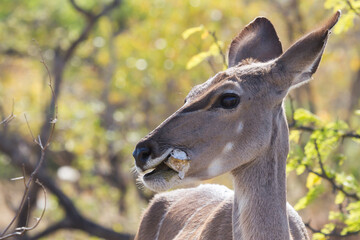 Greater Kudu (Tragelaphus strepsiceros) female closeup portrait eating a bone demonstrating osteophagy in Kruger National Park, South Africa with blurred background