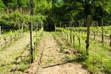 Vigna vista dal sentiero del granchio nero nelle Marche